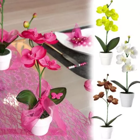 Plante Orchidée déco de table